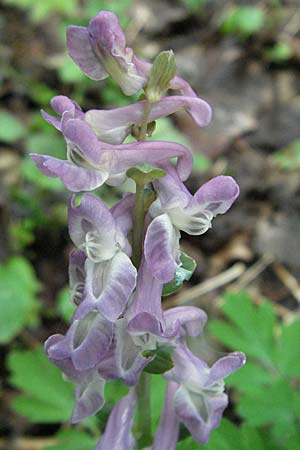 Corydalis cava, Hohler Lerchensporn