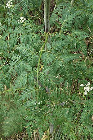 Conium maculatum \ Gefleckter Schierling, Flecken-Schierling / Hemlock, D Neuleiningen 16.6.2006