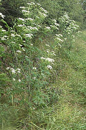 Conium maculatum \ Gefleckter Schierling, Flecken-Schierling, D Neuleiningen 16.6.2006