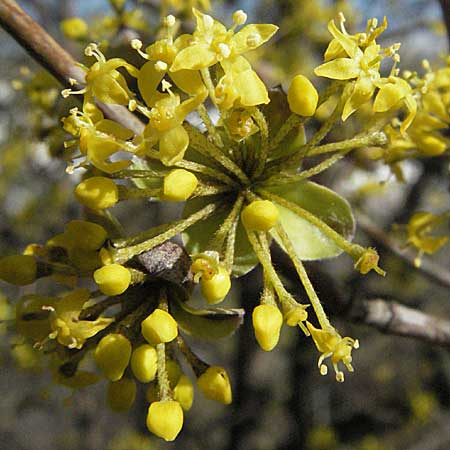 Cornus mas \ Kornelkirsche / Cornelian Cherry, D Mannheim 4.3.2007