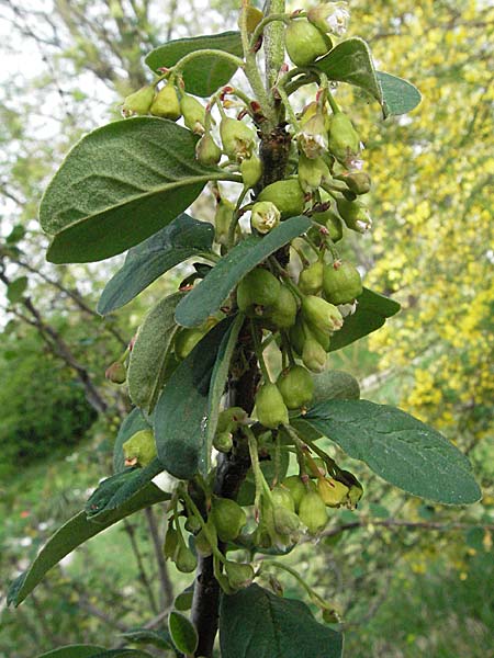 Cotoneaster integerrimus / Wild Cotoneaster, D Botan. Gar.  Universit.  Heidelberg 18.4.2007