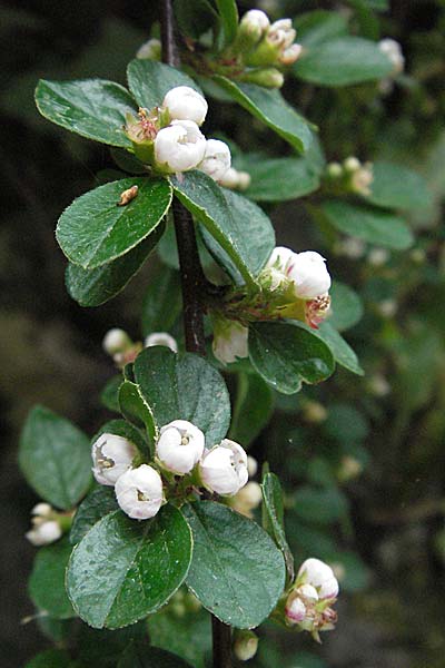 Cotoneaster horizontalis / Wall Cotoneaster, D Botan. Gar.  Universit.  Heidelberg 18.4.2007