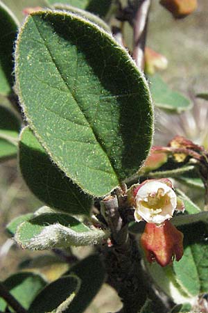 Cotoneaster integerrimus \ Gewhnliche Zwergmispel / Wild Cotoneaster, D Karlstadt 30.4.2007