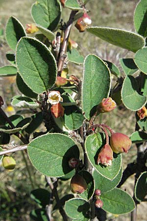 Cotoneaster integerrimus \ Gewhnliche Zwergmispel, D Karlstadt 30.4.2007