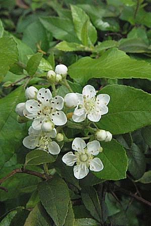 Pyracantha coccinea agg. \ Feuerdorn / Firethorn, D Mannheim 20.5.2007