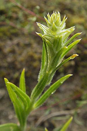 Corispermum leptopterum \ Schmalflgeliger Wanzensame / Bugseed, D Sandhausen 2.8.2007