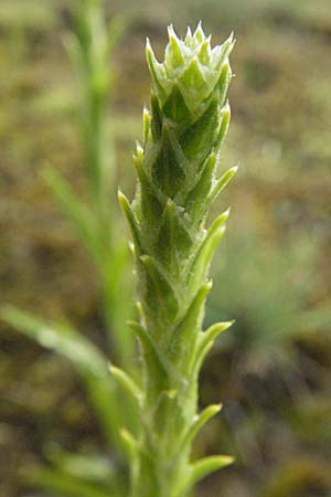 Corispermum leptopterum \ Schmalflgeliger Wanzensame / Bugseed, D Sandhausen 2.8.2007