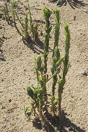 Corispermum leptopterum \ Schmalflgeliger Wanzensame / Bugseed, D Botan. Gar.  Universit.  Mainz 4.8.2007