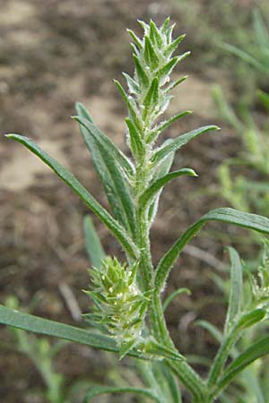 Corispermum leptopterum \ Schmalflgeliger Wanzensame / Bugseed, D Mannheim 17.8.2007