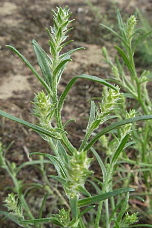 Corispermum leptopterum \ Schmalflgeliger Wanzensame / Bugseed, D Mannheim 17.8.2007