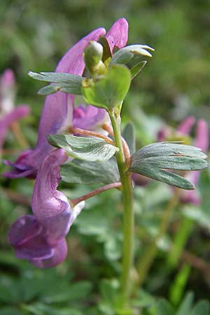 Corydalis solida / Bird in a Bush, D Weinheim an der Bergstraße 15.3.2008