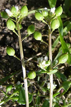 Cochlearia danica \ Dnisches Lffelkraut, D Mannheim 25.4.2008