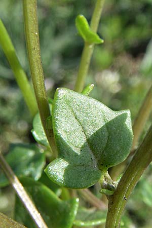 Cochlearia danica / Danish Scurvy-Grass, D Mannheim 25.4.2008