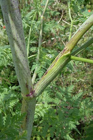 Conium maculatum \ Gefleckter Schierling, Flecken-Schierling / Hemlock, D Siefersheim 14.6.2008