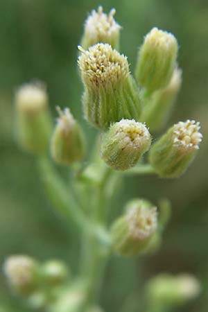 Erigeron sumatrensis \ Sumatra-Katzenschweif, Weies Berufkraut / Tall Fleabane, D Kaiserstuhl,  Ihringen 12.7.2008