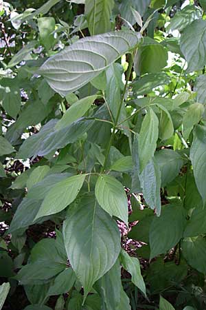 Cornus alba agg. \ Tatarischer Hartriegel / Red-Barked Dogwood, Siberian Dogwood, D Karlsruhe 19.7.2008