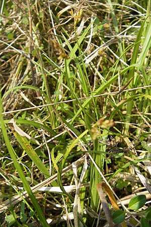 Carex ornithopoda \ Vogelfu-Segge / Bird's Foot Sedge, D Bensheim 2.5.2009