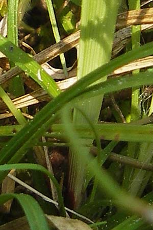 Carex ornithopoda \ Vogelfu-Segge / Bird's Foot Sedge, D Bensheim 2.5.2009