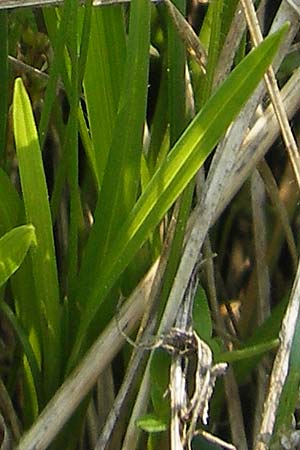 Carex ornithopoda \ Vogelfu-Segge / Bird's Foot Sedge, D Bensheim 2.5.2009