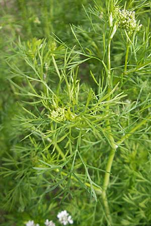 Coriandrum sativum \ Koriander, D Groß-Gerau 20.6.2009