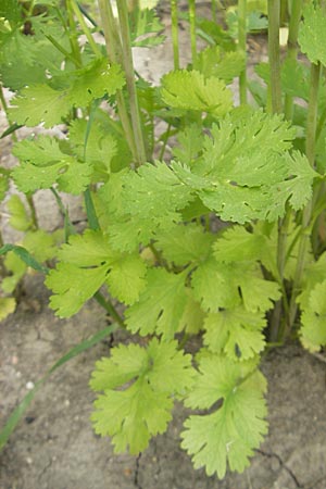 Coriandrum sativum / Coriander Seeds, Cilandro, D Groß-Gerau 20.6.2009