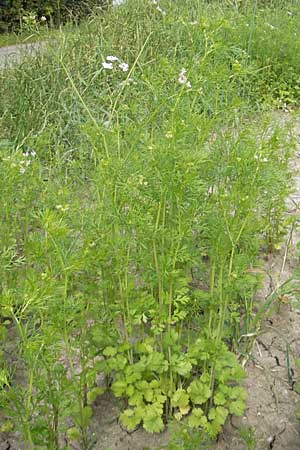 Coriandrum sativum \ Koriander, D Groß-Gerau 20.6.2009