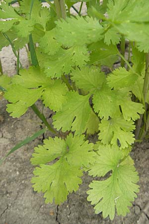 Coriandrum sativum \ Koriander, D Groß-Gerau 20.6.2009