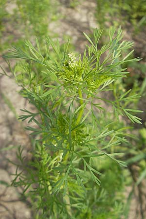 Coriandrum sativum \ Koriander, D Groß-Gerau 20.6.2009