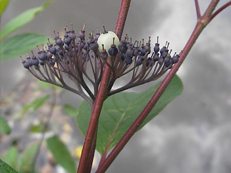 Cornus alba agg. / Red-Barked Dogwood, Siberian Dogwood, D Eisenberg 28.6.2009