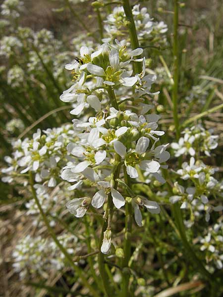 Cochlearia pyrenaica \ Pyrenen-Lffelkraut, D Krumbach 8.5.2010