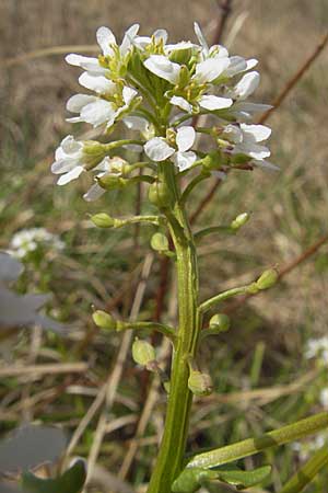 Cochlearia pyrenaica \ Pyrenen-Lffelkraut / Roundfruit Scurvy-Grass, D Krumbach 8.5.2010