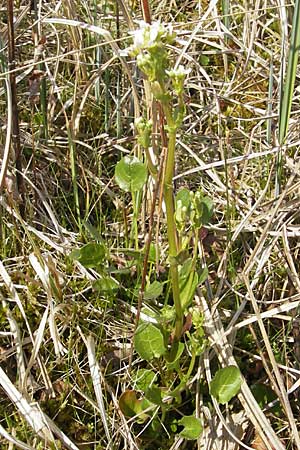 Cochlearia pyrenaica \ Pyrenen-Lffelkraut, D Krumbach 8.5.2010