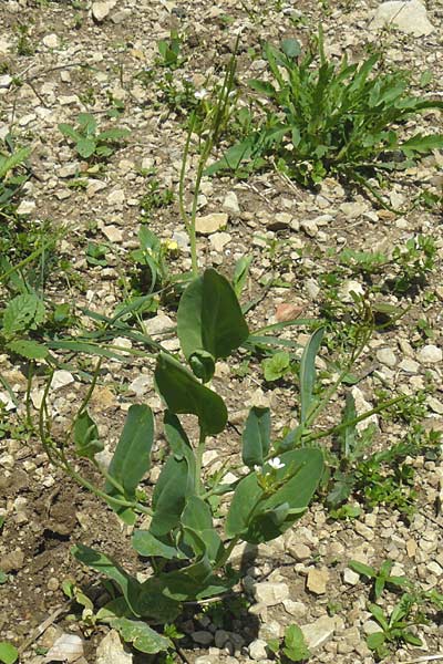 Conringia orientalis \ Orientalischer Ackerkohl, Weier Ackerkohl / Hare's Ear Mustard, D Friedewald 31.5.2014