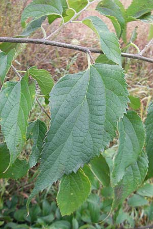 Celtis occidentalis \ Westlicher Zrgelbaum, D Mannheim 10.10.2011