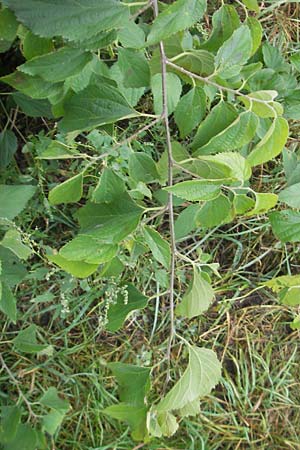 Celtis occidentalis / Common Hackberry, D Mannheim 10.10.2011