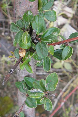 Cotoneaster divaricatus \ Sparrige Zwergmispel, Glnzende Zwergmispel, D Mannheim 11.10.2011