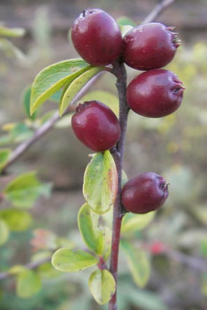 Cotoneaster divaricatus \ Sparrige Zwergmispel, Glnzende Zwergmispel / Spreading Cotoneaster, D Mannheim 11.10.2011