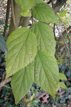 Celtis occidentalis \ Westlicher Zrgelbaum, D Karlsruhe 29.10.2011