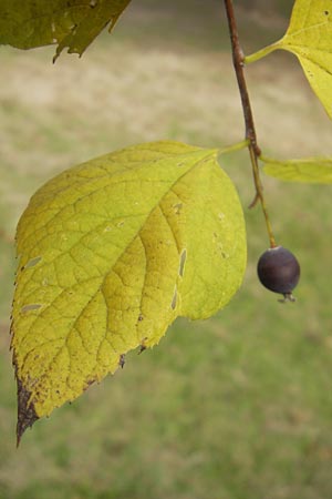 Celtis occidentalis / Common Hackberry, D Karlsruhe 29.10.2011