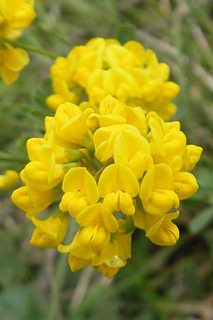 Coronilla coronata \ Berg-Kronwicke, D Kipfenberg 7.6.2012