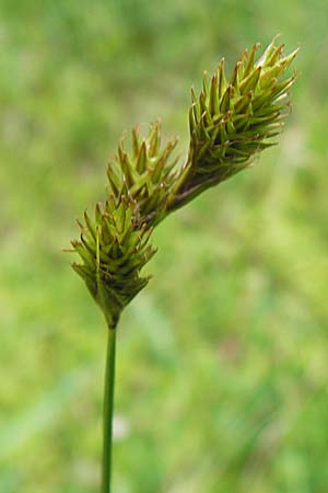 Carex ovalis \ Hasenfu-Segge, Hasenpfoten-Segge / Oval Sedge, D Schwarzwald/Black-Forest, Kaltenbronn 7.7.2012