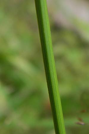 Carex ovalis \ Hasenfu-Segge, Hasenpfoten-Segge / Oval Sedge, D Eberbach 21.7.2012