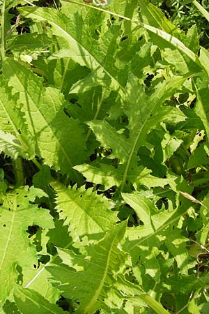 Cirsium oleraceum \ Kohl-Kratzdistel, Kohl-Distel / Cabbage Thistle, D Kehl 28.7.2012