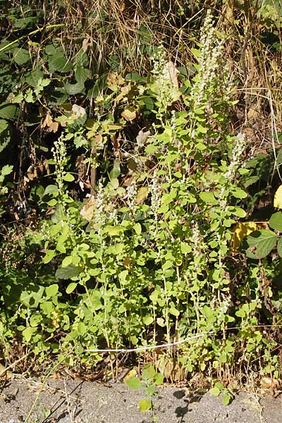 Chenopodium opulifolium \ Schneeballblttriger Gnsefu / Grey Goosefoot, D Mannheim 16.9.2012