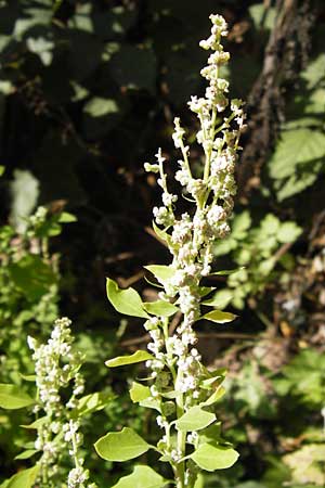 Chenopodium opulifolium \ Schneeballblttriger Gnsefu, D Mannheim 16.9.2012