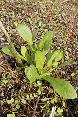 Calendula officinalis \ Garten-Ringelblume, D Schutterwald 13.10.2012