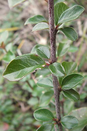 Cotoneaster divaricatus \ Sparrige Zwergmispel, Glnzende Zwergmispel / Spreading Cotoneaster, D Mannheim 16.10.2013