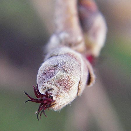 Corylus colurna \ Baum-Hasel, D Weinheim an der Bergstraße 20.2.2014