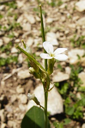 Conringia orientalis \ Orientalischer Ackerkohl, Weier Ackerkohl / Hare's Ear Mustard, D Friedewald 31.5.2014