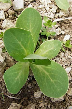 Conringia orientalis \ Orientalischer Ackerkohl, Weier Ackerkohl / Hare's Ear Mustard, D Friedewald 31.5.2014